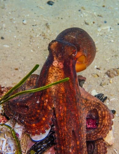 Octopus