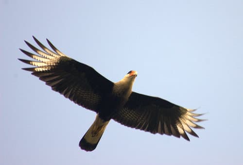 Crested Caracaras