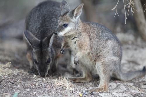 South Australian Tammar Wallaby