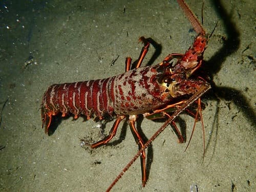 California Spiny Lobster