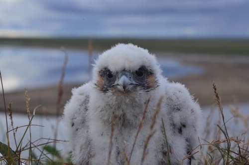 Peregrine Falcon