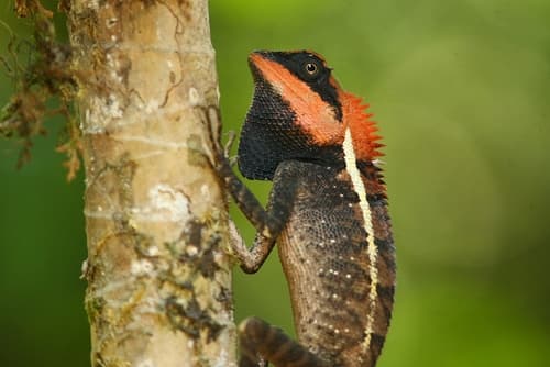 Forest Garden Lizard