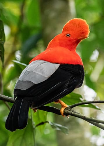 Andean Cock-of-the-rock