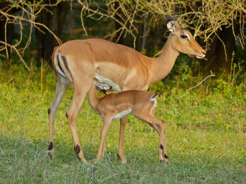 Impala