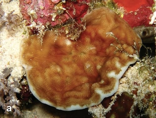 Cocos Island