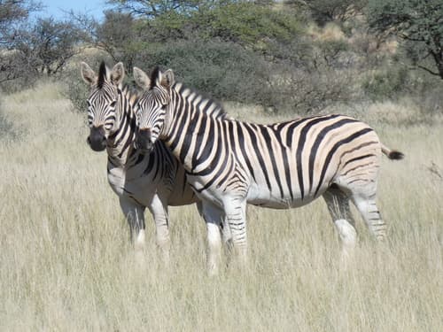 (c) Dewald du Plessis, some rights reserved (CC BY-NC), uploaded by Dewald du Plessis
