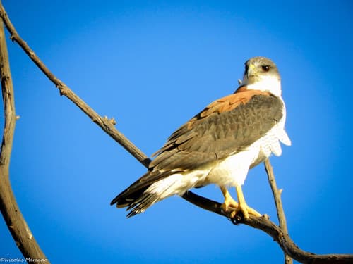 Variable Hawk