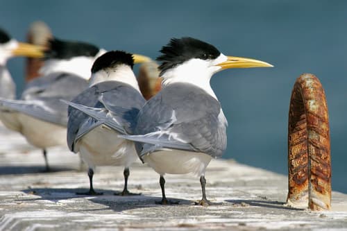 Great Crested Tern