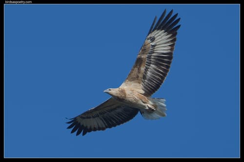 White-bellied Sea-Eagle