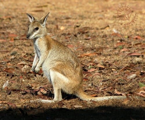 Agile Wallaby