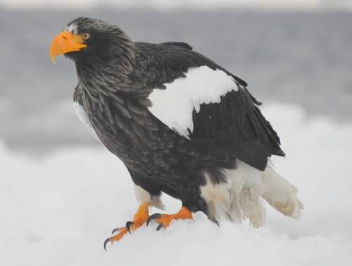 Steller's Sea-Eagle