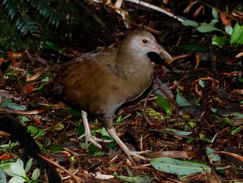 Lord Howe Rail