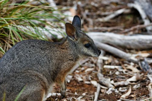 South Australia