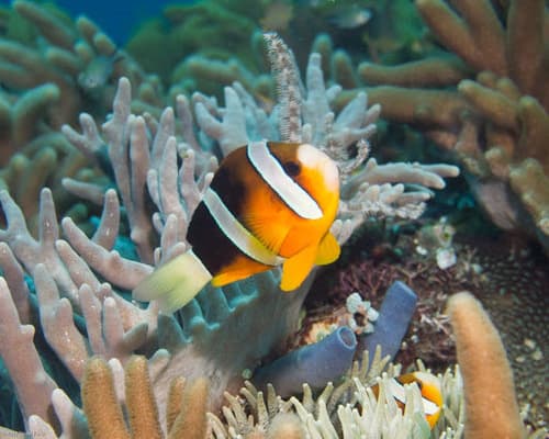 Anemonefishes