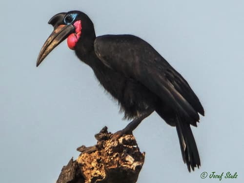 Abyssinian Ground Hornbill