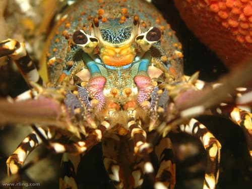 Spiny and Slipper Lobsters