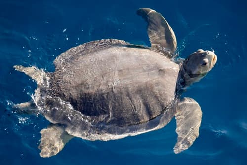 Flatback Sea Turtle