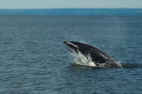 Cetaceans
