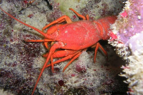 Spiny Lobsters