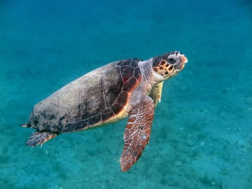 Loggerhead Sea Turtle