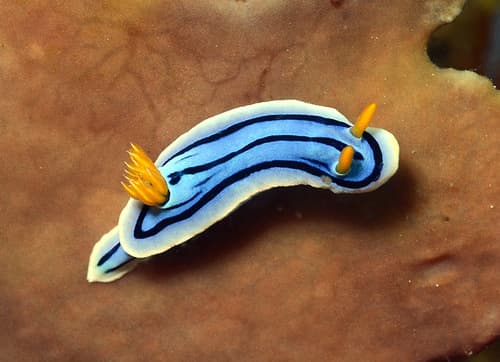 Loch's Chromodoris