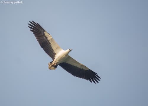 (c) Chinmay Pathak, some rights reserved (CC BY-NC), uploaded by Chinmay Pathak