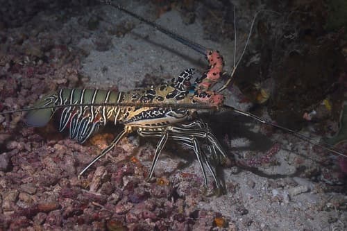Painted Spiny Lobster