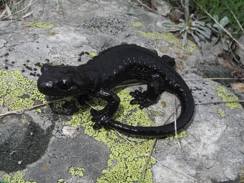 Lanza's Alpine Salamander
