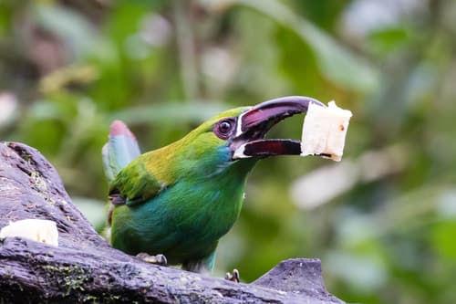 Toucans