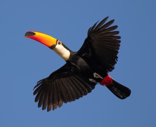 Toco Toucan
