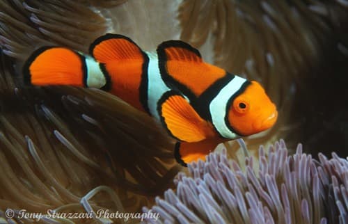 Anemonefishes