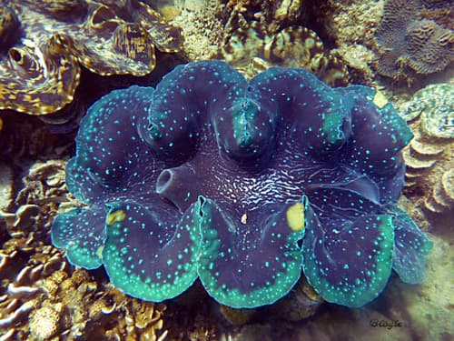 Gigas Giant Clam