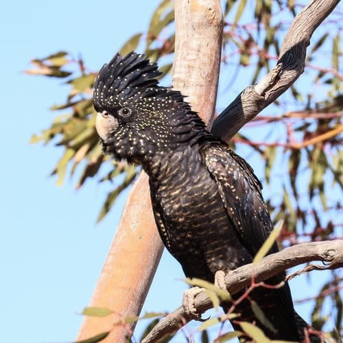 Red-tailed and Glossy Black Cockatoos