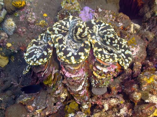 Fluted Giant Clam