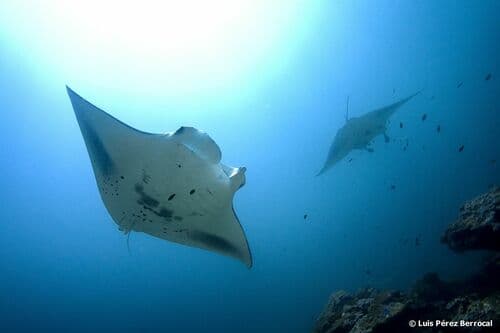 Reef Manta Ray