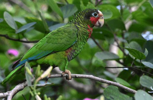 Grand Cayman Parrot