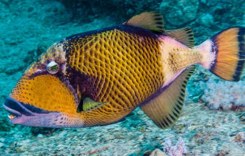 Noumea