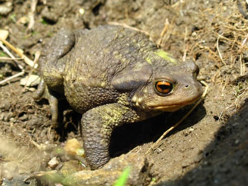 Spiny Toad