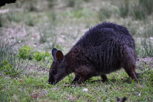South Australian Tammar Wallaby