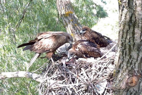 Black Kite