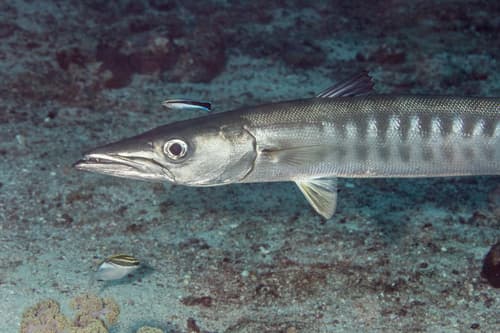 Blackfin Barracuda