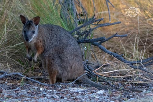 (c) Ry Beaver, some rights reserved (CC BY-NC), uploaded by Ry Beaver