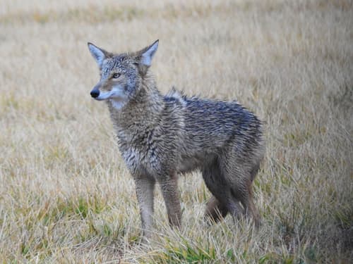 Coyote