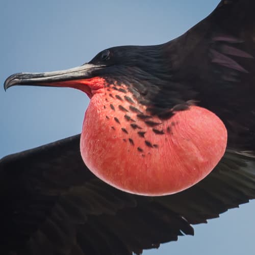 Frigatebirds