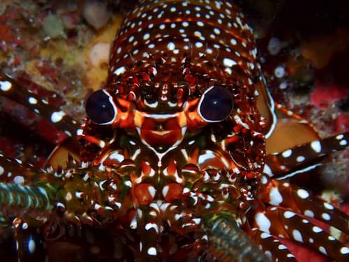Spiny Lobsters