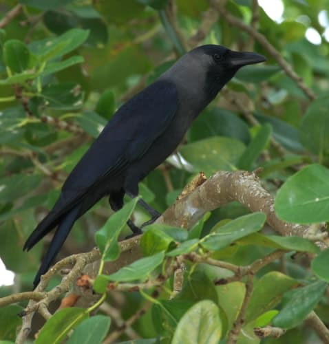 House Crow (Maldives)