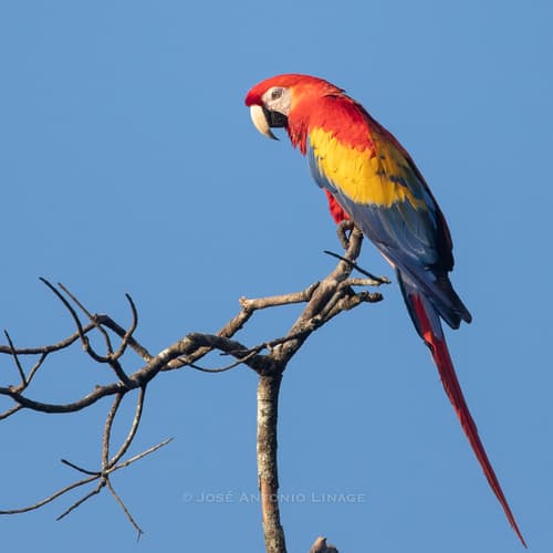 Typical Macaws