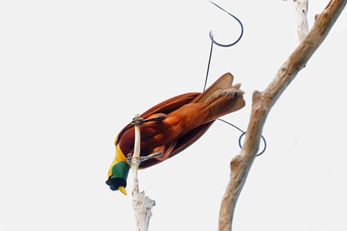 Red Bird-of-Paradise