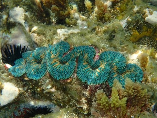 Giant Clams