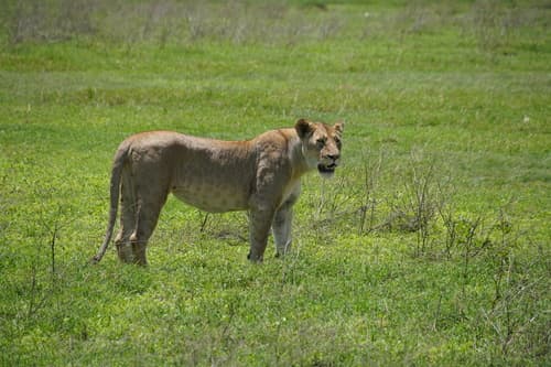 (c) Pierre-Louis Stenger, some rights reserved (CC BY-NC), uploaded by Pierre-Louis Stenger